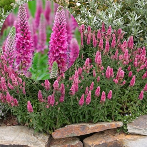Veronica spicata 'Heidekind' - Kassisaba 'Heidekind' P9/0,55L